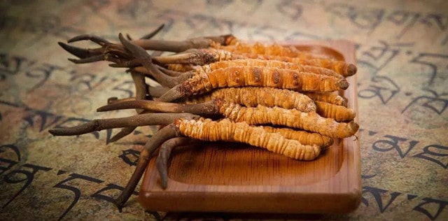 冬虫夏草是什么东西