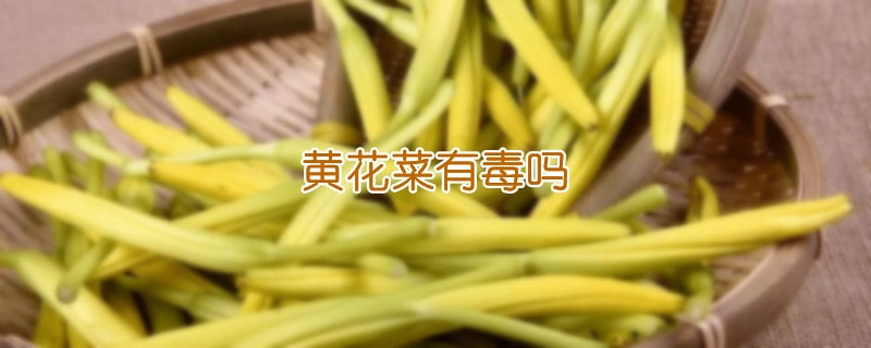 黄花菜有毒吗