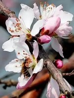 这9种春天开的花，你会区分吗？