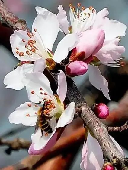 这9种春天开的花，你会区分吗？