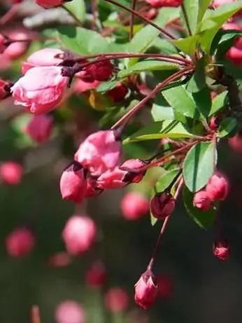 这9种春天开的花，你会区分吗？