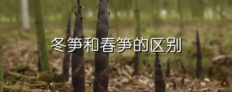 冬笋和春笋的区别
