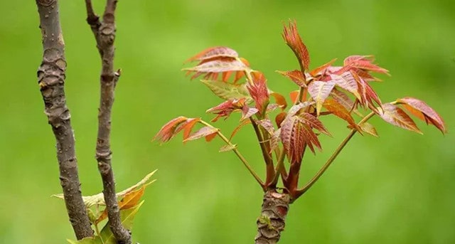 香椿是什么