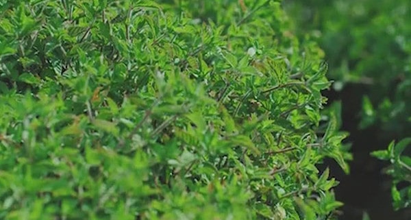 烧仙草是什么做的