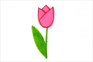 母亲节郁金香图片简笔画简单