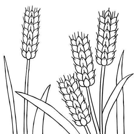 少儿美术课程《二十四节气之小满》