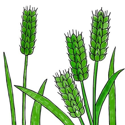 少儿美术课程《二十四节气之小满》