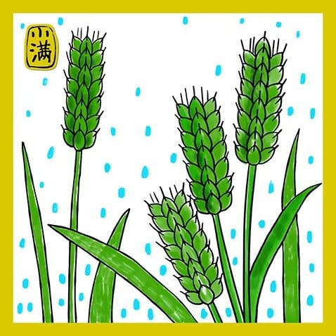 少儿美术课程《二十四节气之小满》