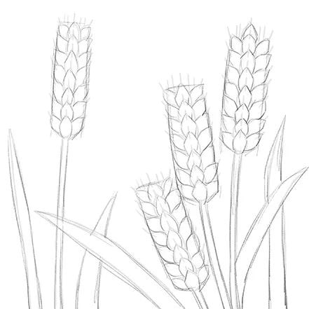 少儿美术课程《二十四节气之小满》