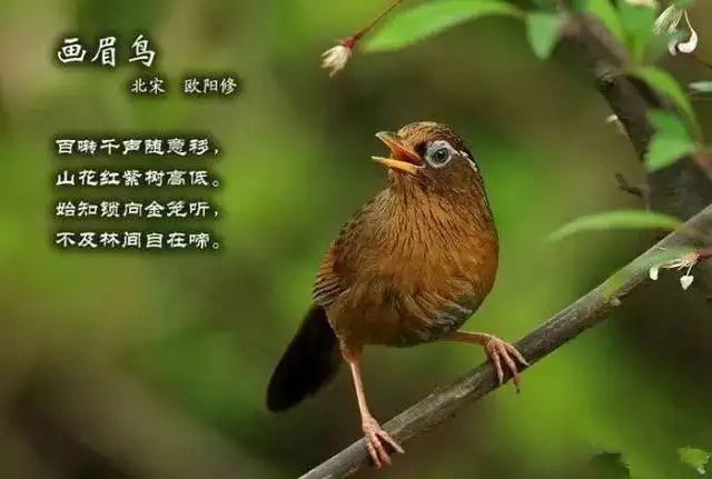 画眉鸟欧阳修古诗带拼音版