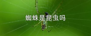 蜘蛛是昆虫吗？