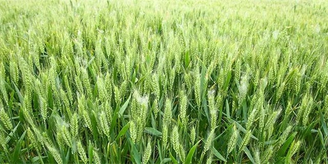 8首芒种的古诗词，每一首都很美