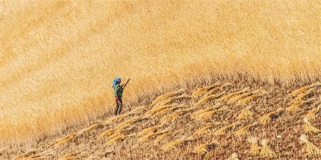 8首芒种的古诗词，每一首都很美