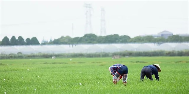 8首芒种的古诗词，每一首都很美