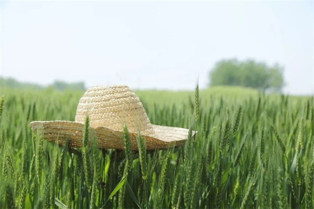 8首芒种的古诗词，每一首都很美