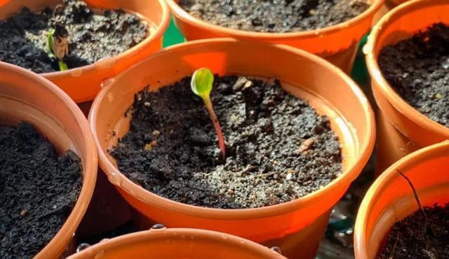 劳动课种花：怎么盆栽种植向日葵