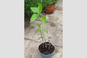 劳动课种花：怎么盆栽种植向日葵