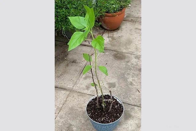 劳动课种花：怎么盆栽种植向日葵