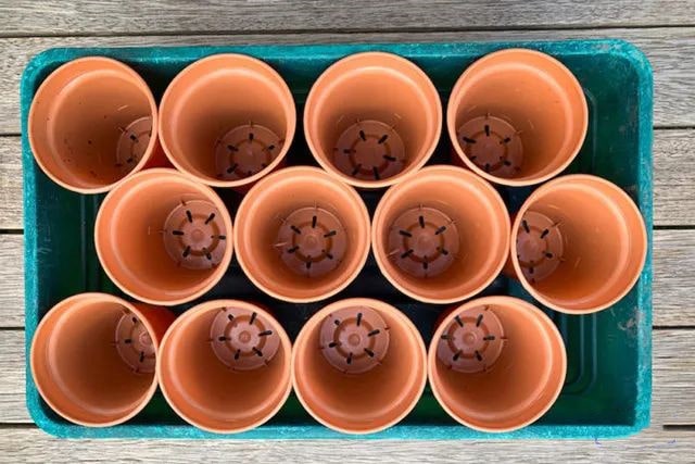 劳动课种花：怎么盆栽种植向日葵