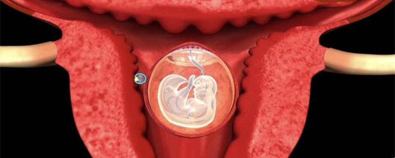 胚胎停止发育的原因