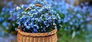 漂亮水粉画作品教程步骤《花篮》