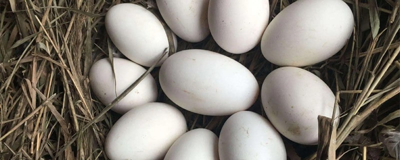 孕妇可以吃鹅蛋吗