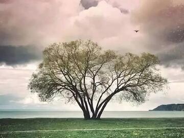 书单 | 7本树的故事，如果你无所事事，种棵树吧