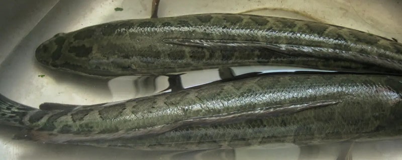 儿童适合吃哪种鱼