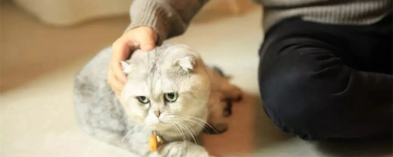 吸猫是什么意思