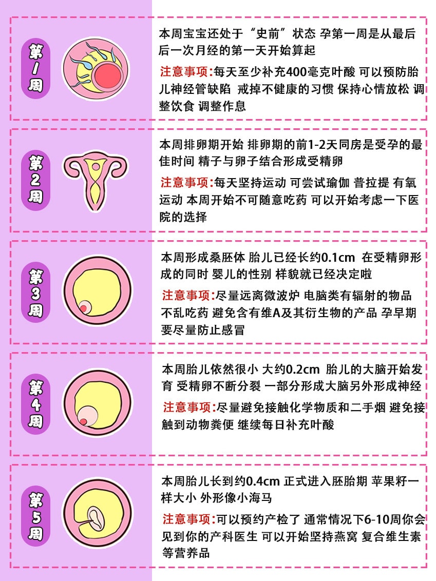 40周胎儿发育全过程图
