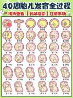 40周胎儿发育全过程图