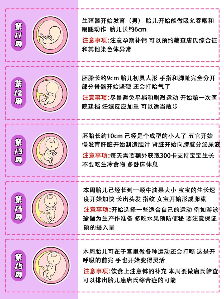 40周胎儿发育全过程图