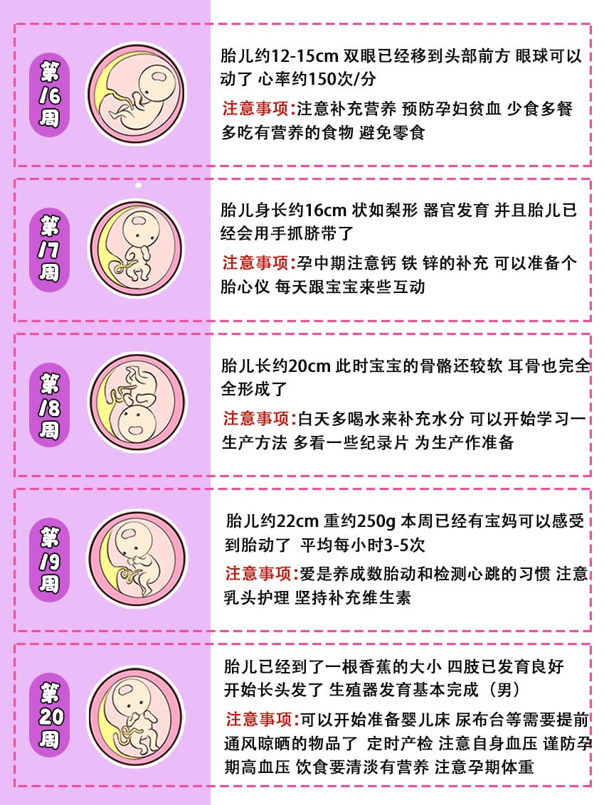 40周胎儿发育全过程图