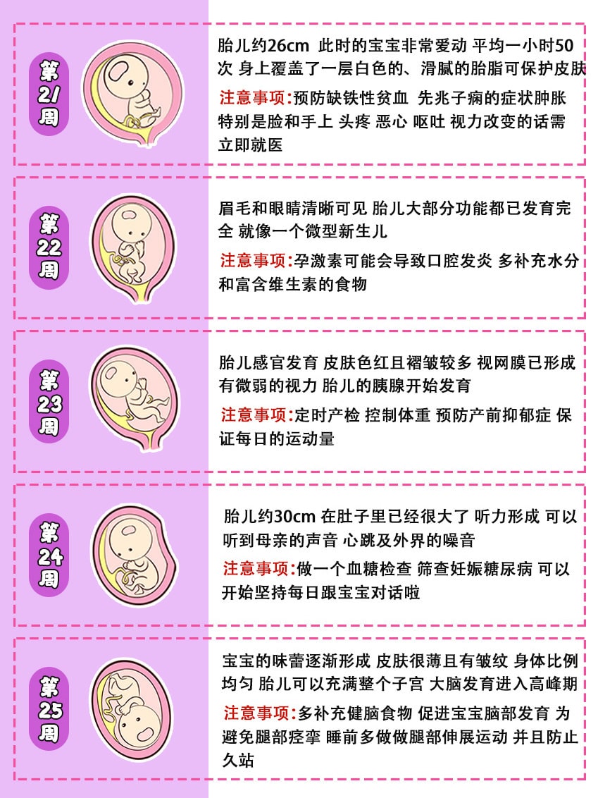 40周胎儿发育全过程图