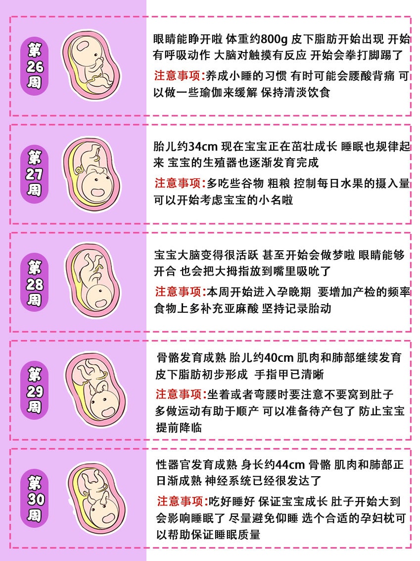 40周胎儿发育全过程图