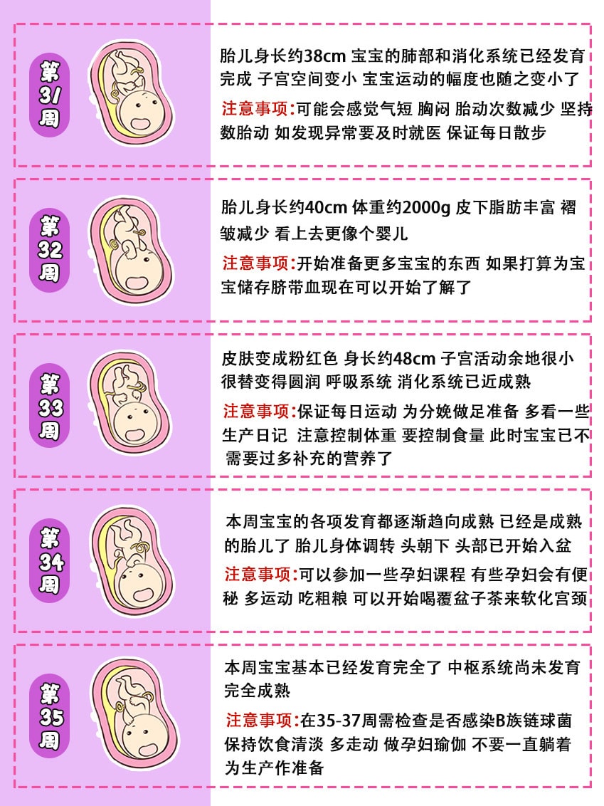 40周胎儿发育全过程图