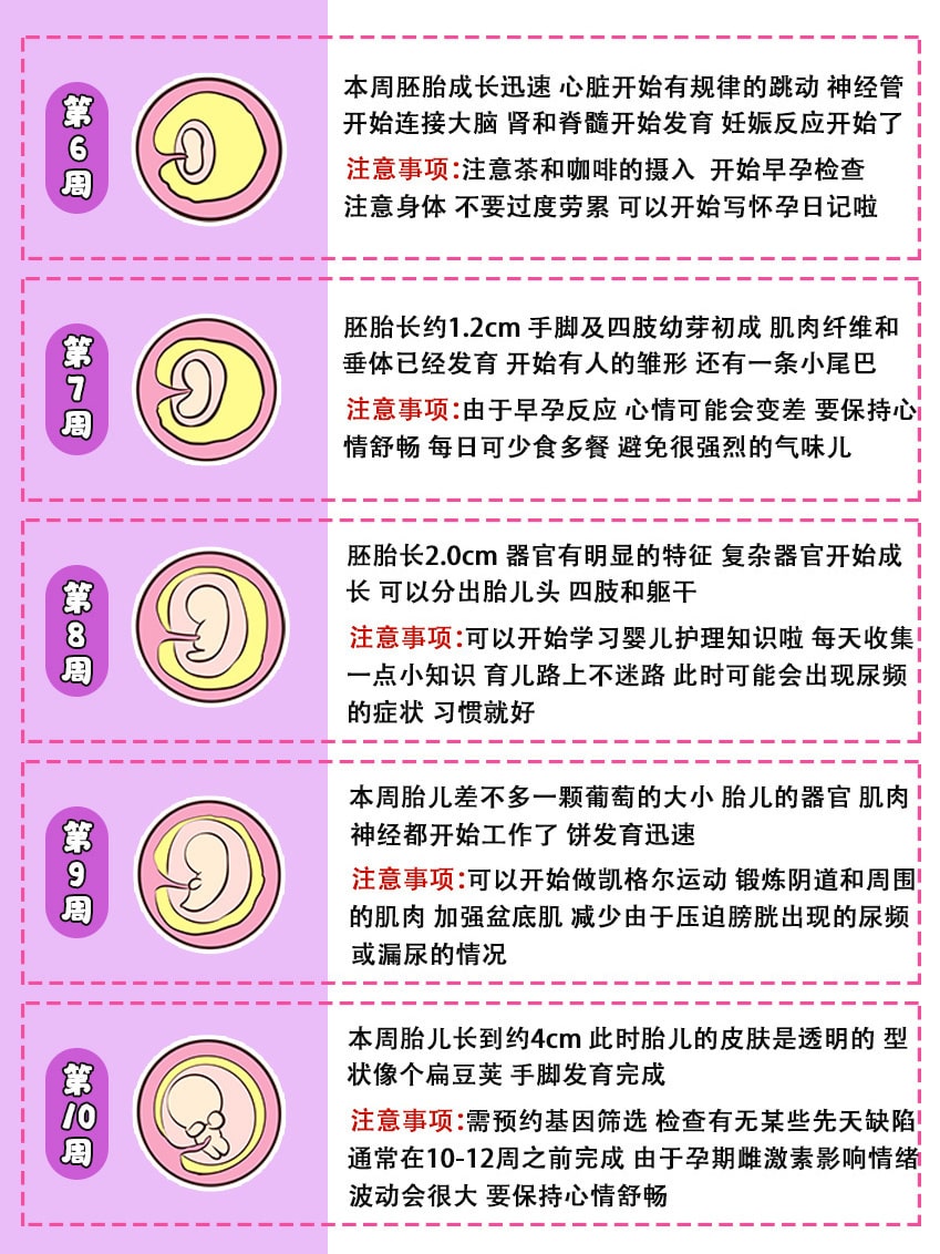 40周胎儿发育全过程图