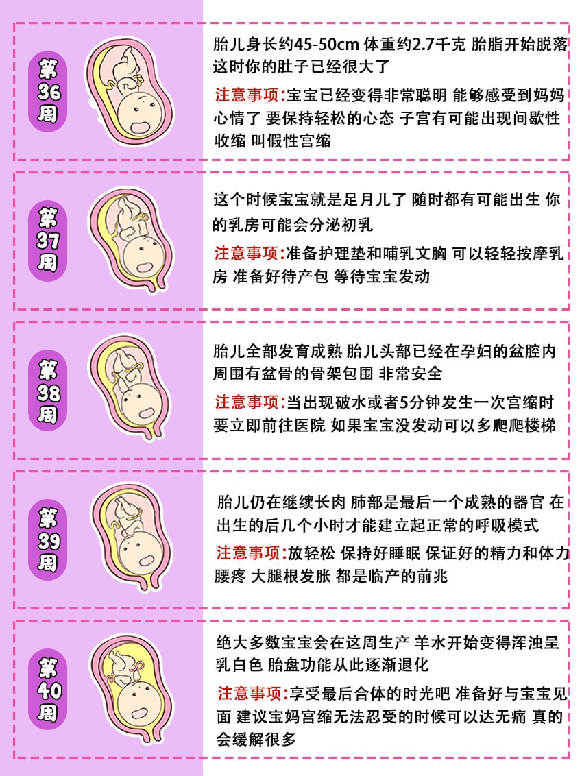 40周胎儿发育全过程图