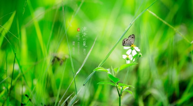 幼儿园教案《夏天》四则
