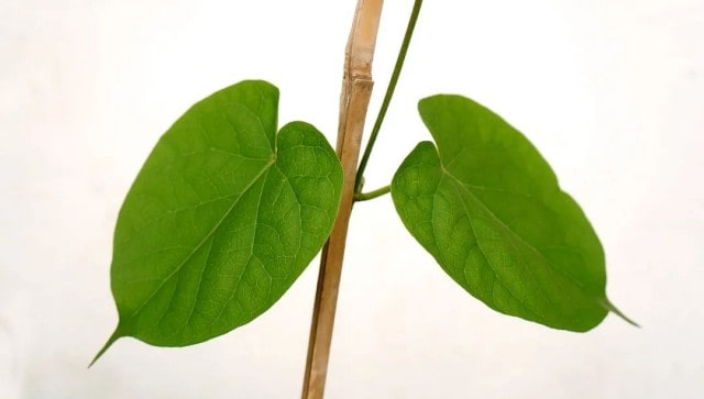 提高肺功能的八个方法