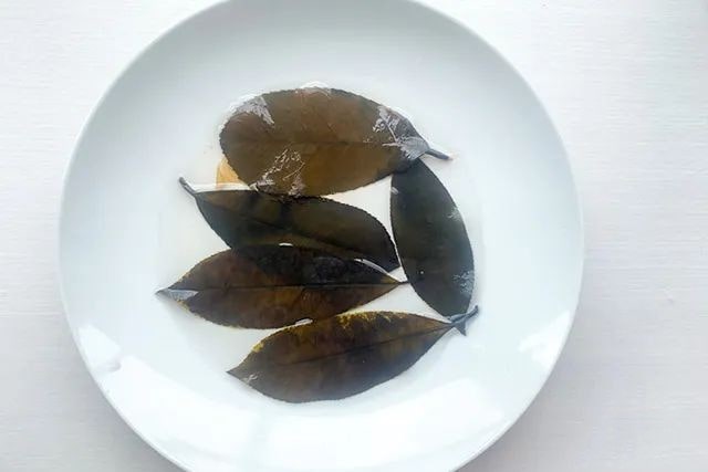 透明树叶书签制作方法简单又漂亮