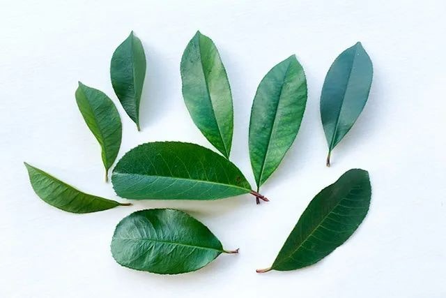 透明树叶书签制作方法简单又漂亮