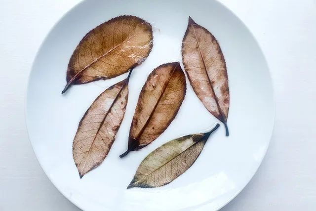 透明树叶书签制作方法简单又漂亮