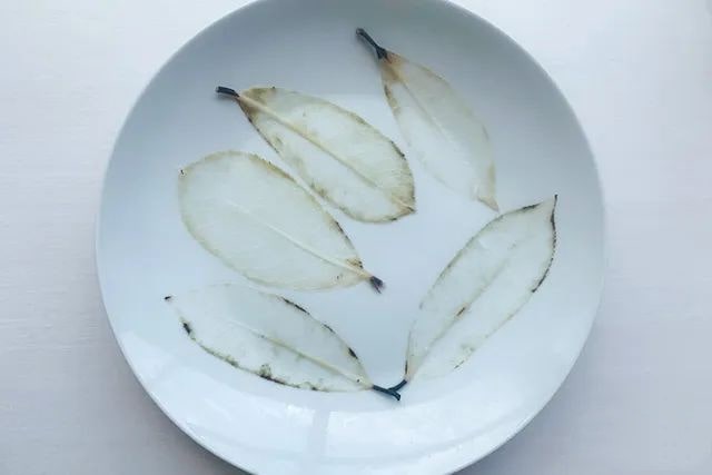 透明树叶书签制作方法简单又漂亮