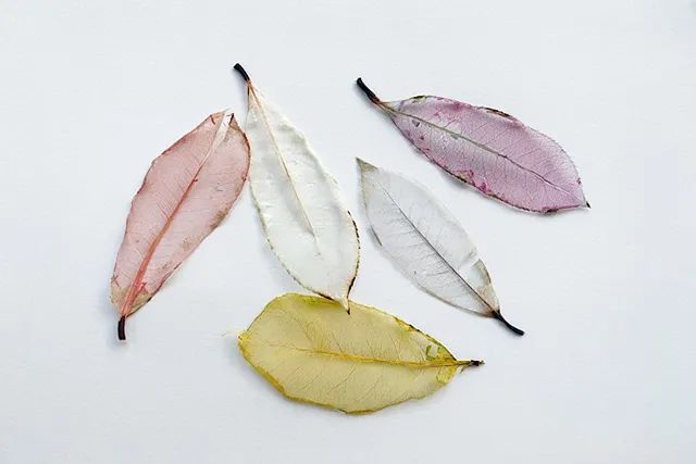 透明树叶书签制作方法简单又漂亮