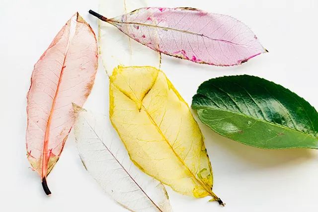 透明树叶书签制作方法简单又漂亮