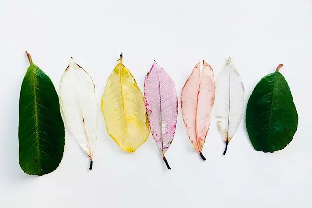 透明树叶书签制作方法简单又漂亮