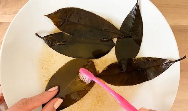 透明树叶书签制作方法简单又漂亮