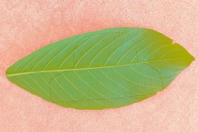 幼儿园树叶手工粘贴画汽车教程