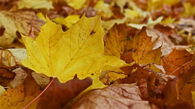 12首秋日小儿歌，带幼儿感受浓浓秋意